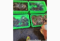 Tuyển nam bán thủy hải sản Tuyển nam bán thủy hải sản