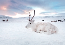 Xuất hiện tuần lộc trắng muốt như bước ra từ chuyện cổ tích Xuất hiện tuần lộc trắng muốt như bước ra từ chuyện cổ tích