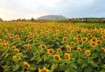 Ơn trời! Cánh đồng hoa hướng dương lớn nhất Việt Nam đã bung nở rồi! Ơn trời! Cánh đồng hoa hướng dương lớn nhất Việt Nam đã bung nở rồi!